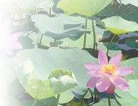 圆明园：百年古莲再绽新颜