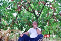“桃”醉一夏 新晃禾排枣桃正式开摘