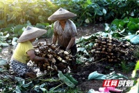 小康路上丨助农脱贫无独有“藕” 全村小康幸福相“莲”