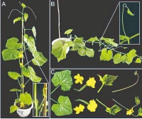 破解达尔文百年疑惑：黄瓜卷须