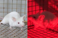 照一束光就能控制基因重组，华东师大团队研发光遗传学新工具