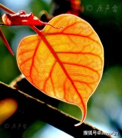 韦驮菩萨是寺院的总当家，一切事情都由它安排