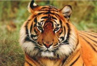 属虎之人起名宜忌，名字中含有这样的“字”，才能如虎添翼！