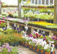 幸福花（遇见）