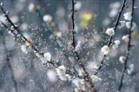 原创             一个在月光下数梅，一个在镜中老去——读苏忠“数梅的心”▏简梅