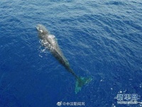 中国在南海记录到11个鲸类物种