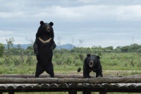 黑瞎子岛观“黑瞎子”