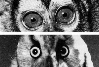 《奥斯特利茨》与《土星之环》 湮灭的时间在现实中复活