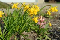 万物皆有灵：植物和金属奇妙的效应