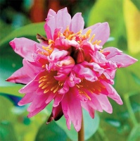 广州七蒂莲获吉尼斯世界纪录称号