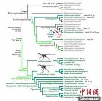 恐龙最新研究显示：鸟类扑翼飞行或有多次独立起源