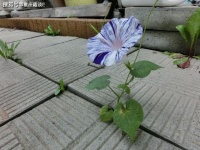 摩羯座的生活真的让人心疼