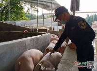 江西活猪出口首次打开澳门市场