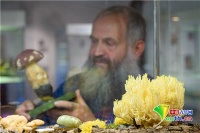 德国博物馆将举行蘑菇主题展 展出超200种1000余株特色松茸