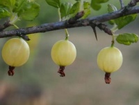 真正厉害的人，是“揣着明白装糊涂”