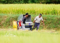 湖南嘉禾：梯田稻谷黄 山村田园美