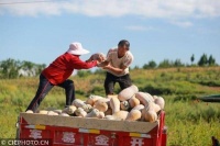 贵州黔西：南瓜丰收农家乐