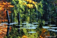 今日处暑 | 洗心送暑，淡然自处