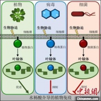 科学家发现植物抗病信号新途径 有助改善植物健康