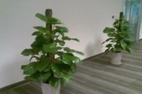 由栽花想到“鱼和熊掌非我所欲也”