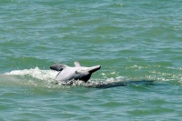 泰国湾海域发现短吻海豚和中华白海豚稀有物种