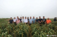 敖汉举办豫谷系列品种现场观摩会