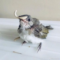 孙俪更新救助小鸟近况 悉心喂食建鸟巢快成家养鸟