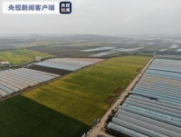 2020年袁隆平超级杂交水稻高产示范蒙自百亩片区测产 平均亩产1134.6公斤