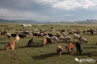 还记得蒙古向中国捐赠3万只羊吗？它们就要来了