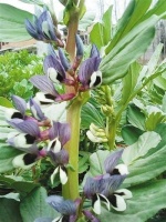 胡豆花开（行天下）