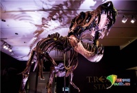 纽约将拍卖霸王龙骨架 约有6700万年历史