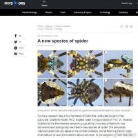 德国科学家发现新蜘蛛物种