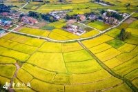 安徽肥东 ：金色田园 丰收在望