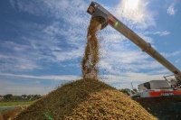 上海：金秋收稻忙