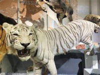 制作动物标本 可不是“皮毛功夫”那么简单