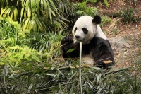 中国旅加大熊猫鲜竹供应暂获缓解，回国行程仍待敲定