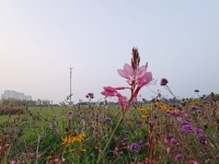 希望自己是一棵树