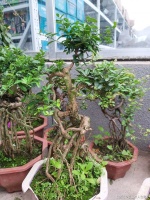 提根式盆景妙不可言