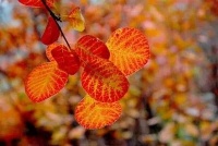 王阳明：人生有梦如花不觉寒