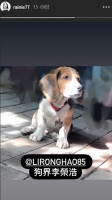 杨丞琳晒狗狗照片cue老公：狗界李荣浩