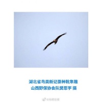 神农架发现湖北鸟类新记录种靴隼雕