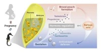 研究揭示视黄酸对海马育儿袋发育与怀孕过程的调控机制
