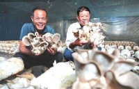津南区双桥河镇西泥沽村蘑菇试种成功 小蘑菇撑开“致富伞”