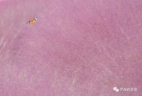 罗西：穷且无聊，所以一往情深？｜名家阅读