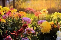 重阳节与菊花有着怎样的关联？