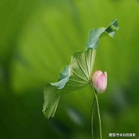 绿意撑开，粉红色的炎夏