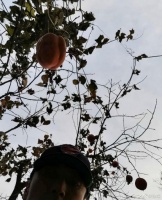 塌过的院子里长出果实 谢霆锋：马上研发柿子饼