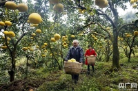 第三届长江三峡国际柚博会今天开幕