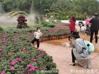 秋菊展已进入盛花期，快来赏花吧！