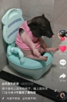 “你吸宠了没？” 来自年轻人的新问候